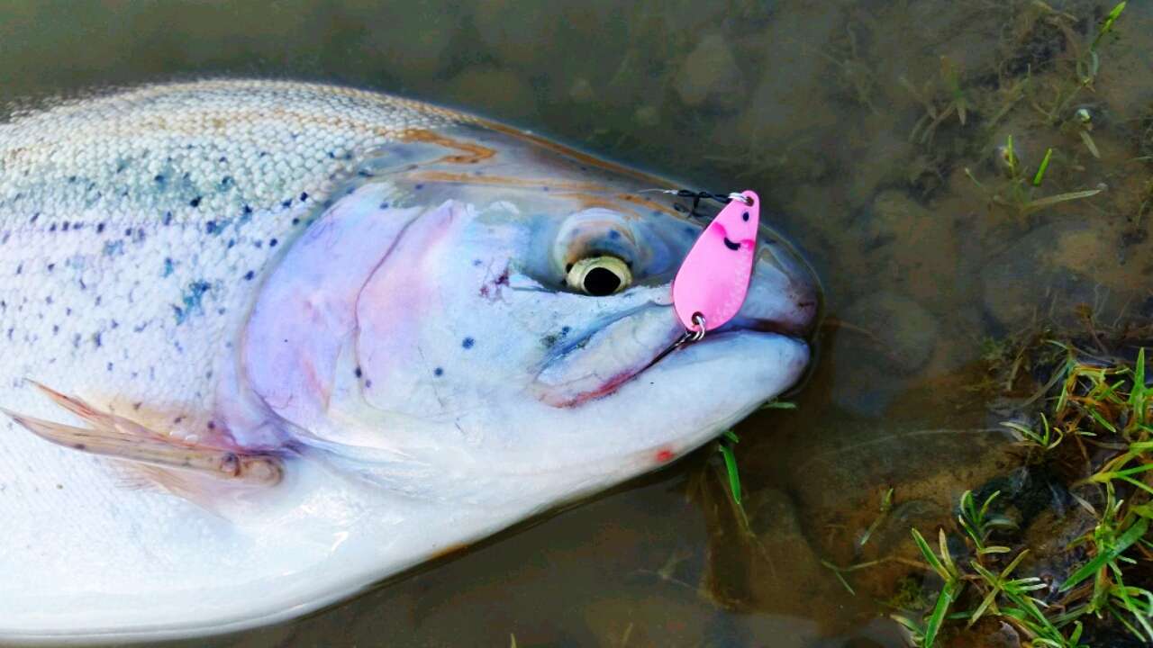 Trout Area una tecnica di pesca alla trota lago e torrente che sta spopolando in Italia